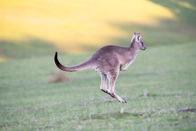 Image of a kangaroo