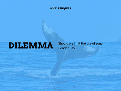 Humpback Whales Enquiry Dilemma