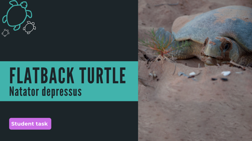 Flatback Turtle Student Task picture
