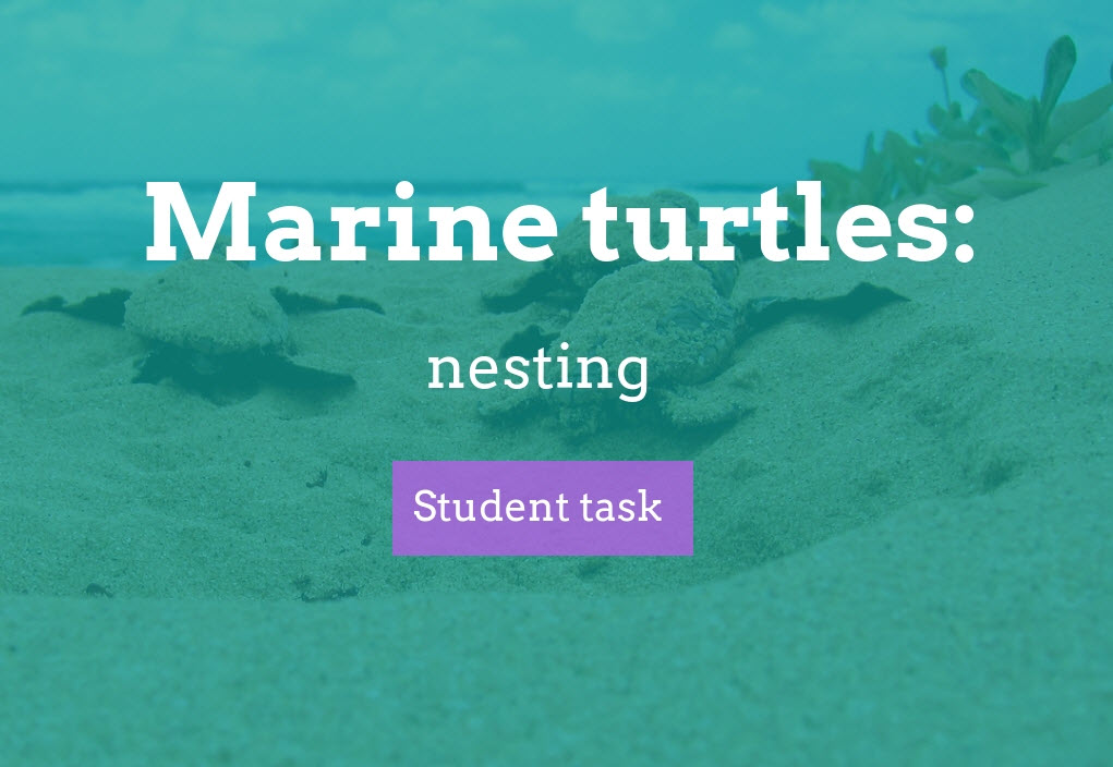Turtles: exploring data in turtle population dynamics