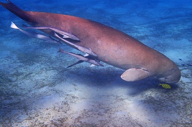 protecting-dugongs_thumbnail.jpg
