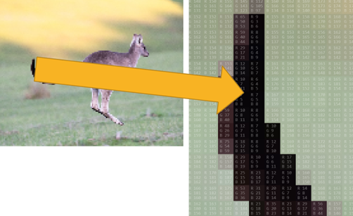 Pixel viewer screen capture: Kangaroo – the zoom-in on the right image shows RGB colour model values for each pixel