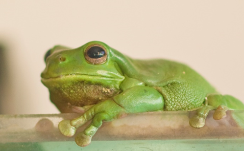 My Favourite Animal Thumbnail